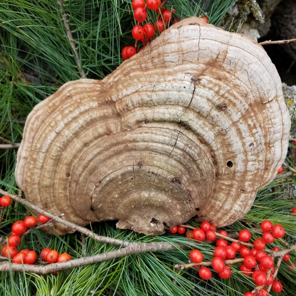 Poinsettia Bouquet - Hand Drawn On Bracket Fungus - Picture 4 of 5